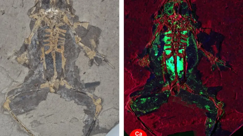 Rana fósil de Libros, de 10 millones de años de antigüedad, y mapa de rayos X que muestra la concentración de cobre y zinc en los órganos