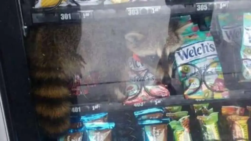 El mapache atrapado dentro de la máquina expendedora.