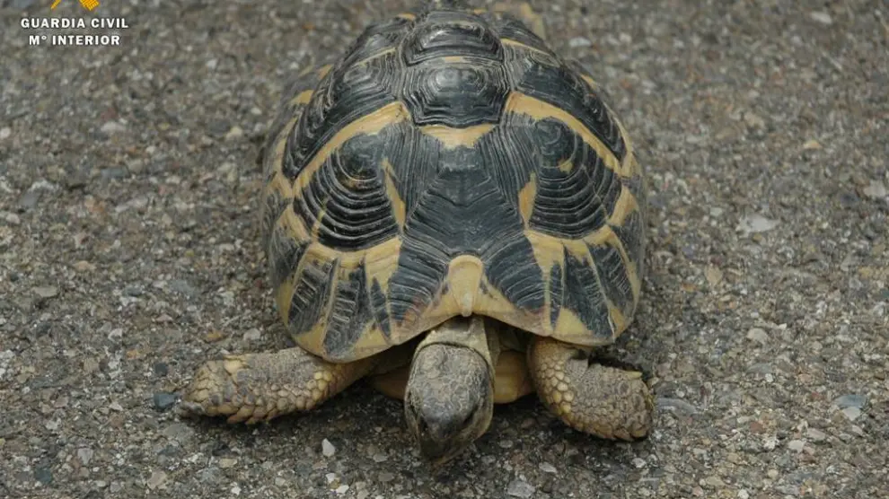 El ejemplar de tortuga se encuentra a salvo en el centro del Seprona en La Alfranca