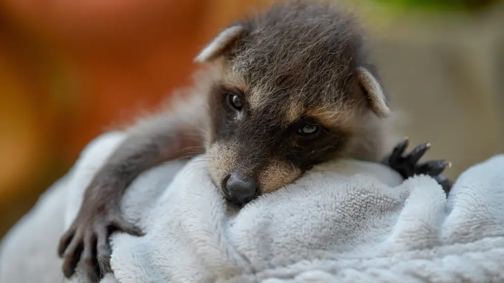 El mapache (en la foto, una cría recién nacida) es una de los animales exóticos ya incluidos en el catálogo español de especies invasoras.