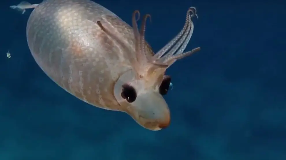Este pequeño calamar lechón fue avistado en la expedición Nautilus.