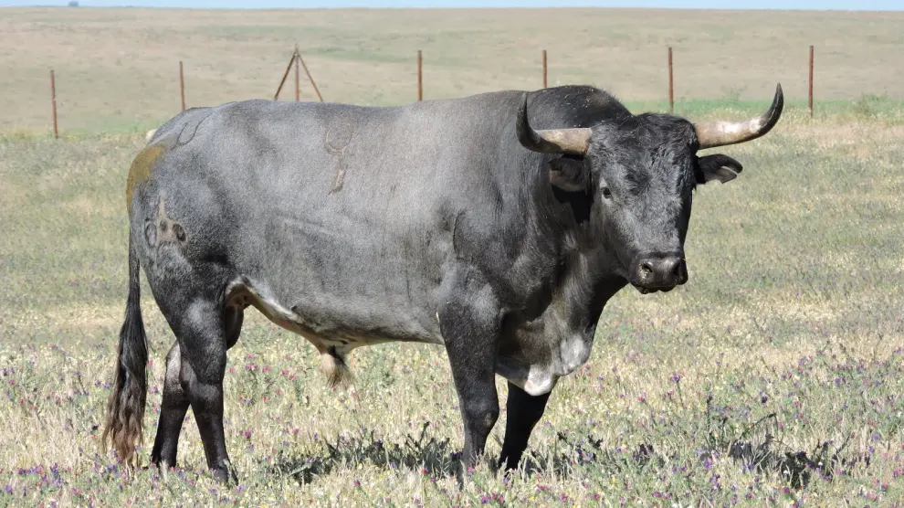 Listonero, el toro de la prestigiosa ganadería Miura que se embolará en las fiestas de La Iglesuela.