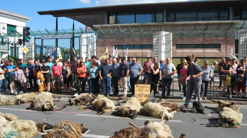 Ovejas muertas en la protesta frente a la subprefectura de Bayona.