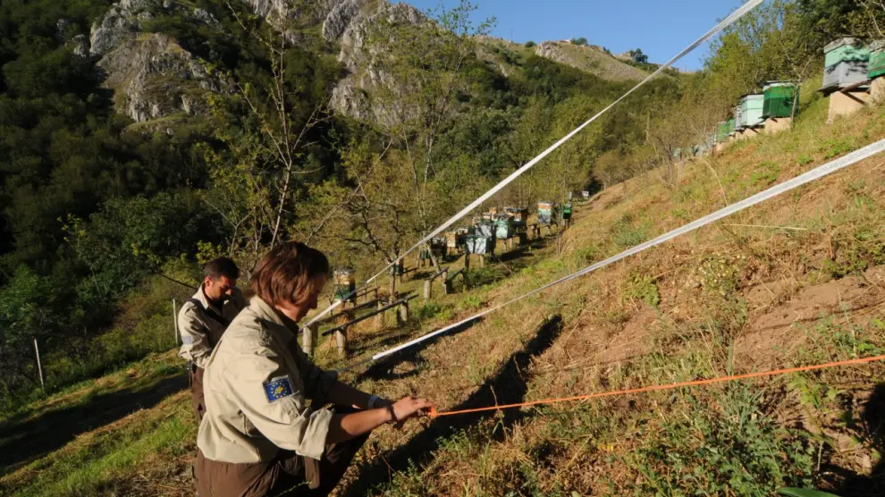 Un equipo de la Fundación colocando un cercado electrificado en una zona osera de la Cordillera Cantábrica.