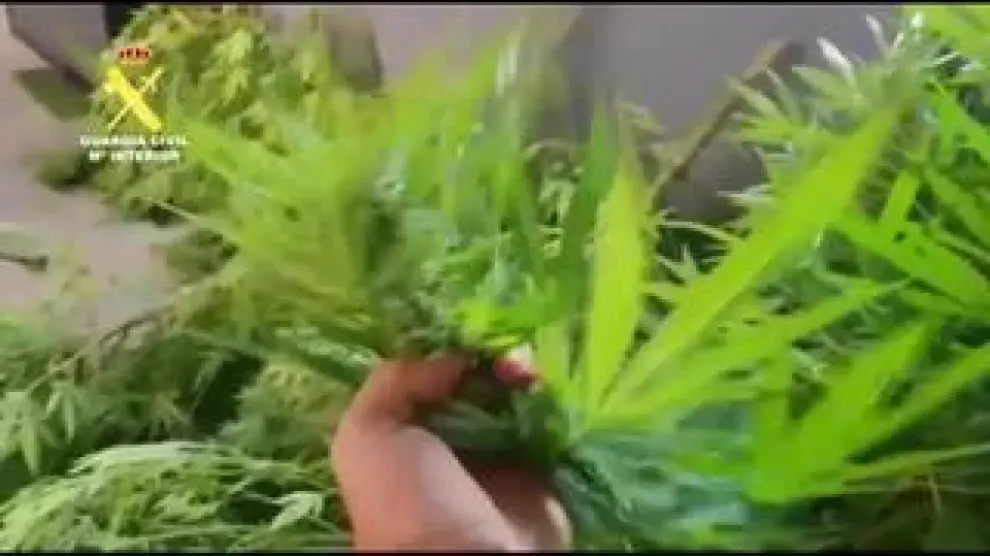 La Guardia Civil encontró decenas de plantas de cannabis en diferentes estados de crecimiento. La vivienda estaba preparada para el cultivo, procesamiento y distribución en dosis de la marihuana. También encontraron armas de diferentes calibres.