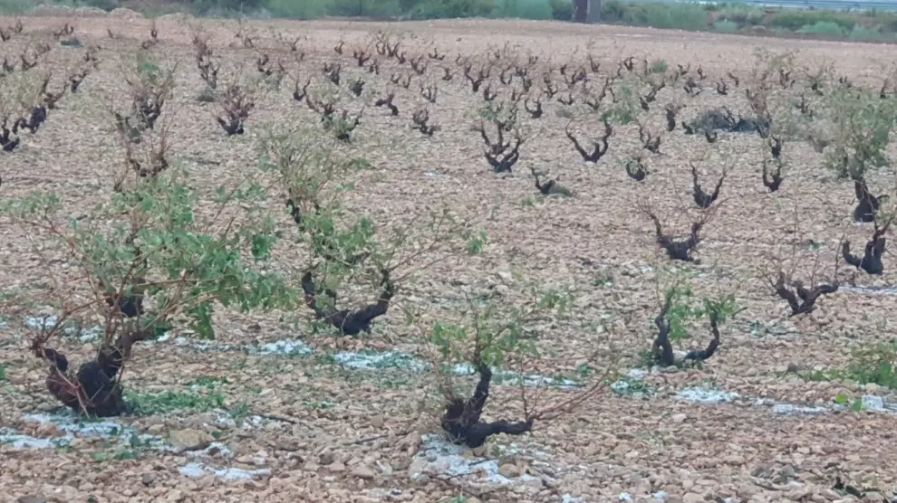 Así han quedado algunas viñas en Longares.