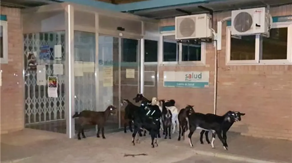 El grupo de cabras, a las puertas del centro de salud de Sariñena.