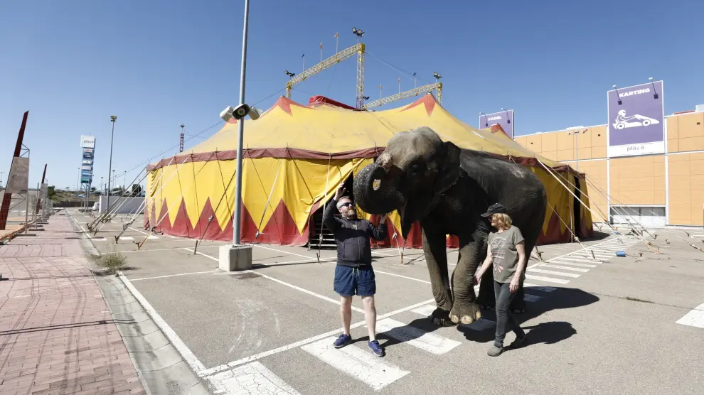 El elefante 'Dumba' ya está instalado en el aparcamiento exterior de Plaza Imperial.