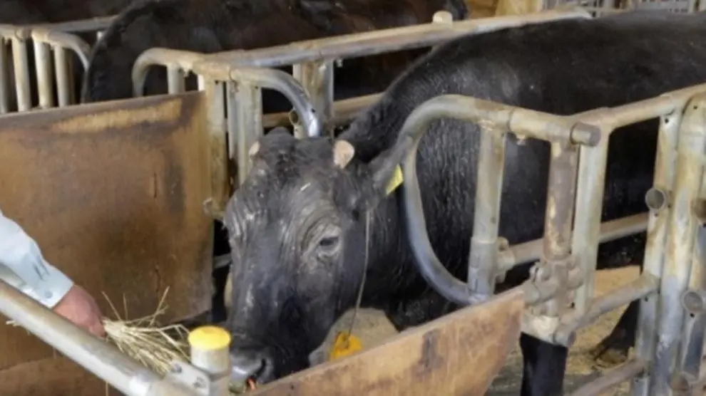 Muere Kaga, la primera vaca clonada del mundo.