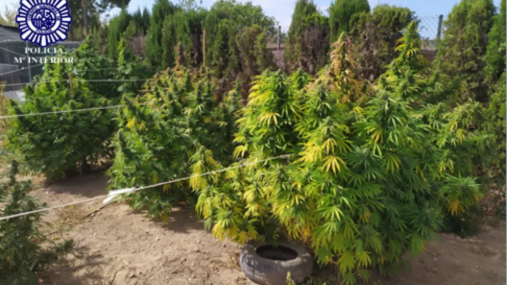 En la operación policial se intervinieron 38 plantas de marihuana con un peso de 80 kilos.