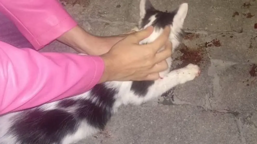 Gato arrojado por un balcón en Ourense y recogido por una protectora.