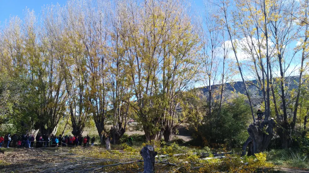 Chopos escamonados junto al río Guadalopillo, en Berge, durante la Fiesta del Chopo Cabecero.