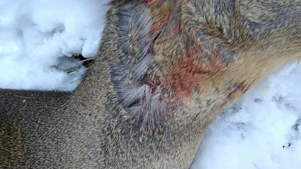El corzo tenía heridas causadas por mordiscos en el cuello.