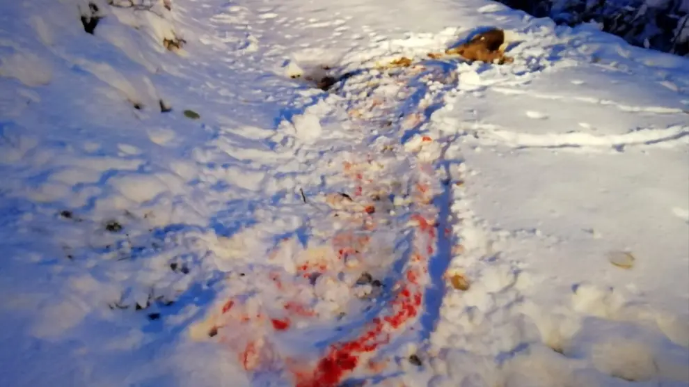 La bestia arrastró al corzo dejando un rastro de sangre en la nieve.