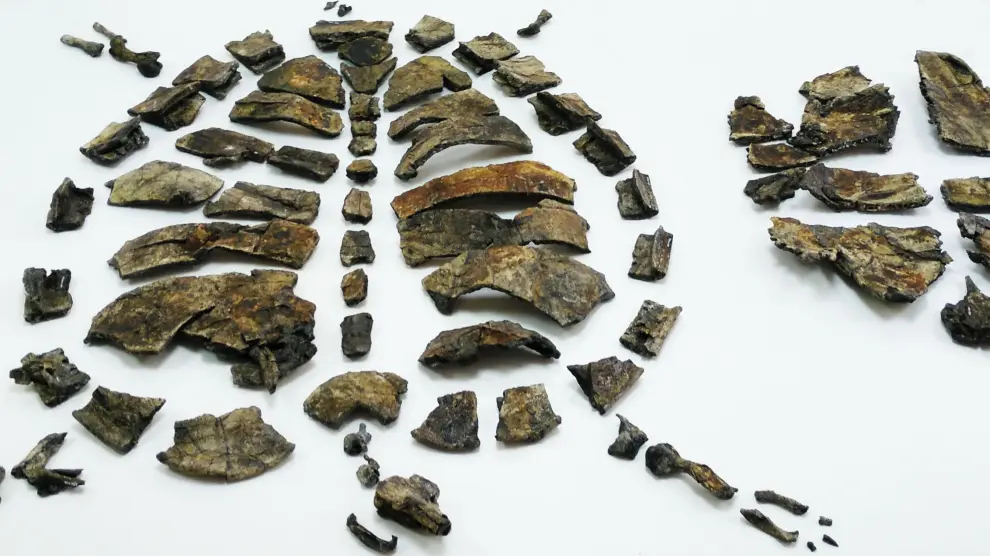 Parte del esqueleto del holotipo (ejemplar de referencia) de la nueva tortuga primitiva Aragochersis, incluyendo el cráneo, la mandíbula, el caparazón y varias vértebras y huesos de las extremidades.
