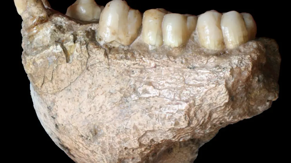 Fosil de los dientes del Gigantopithecus