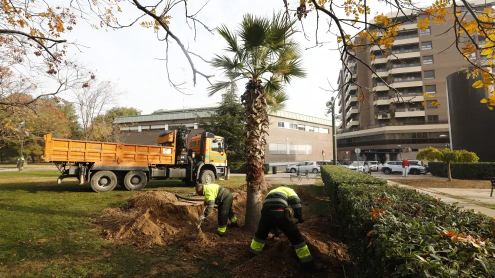 Varios operarios plantan una palmera en el parque Miraflores, este jueves.