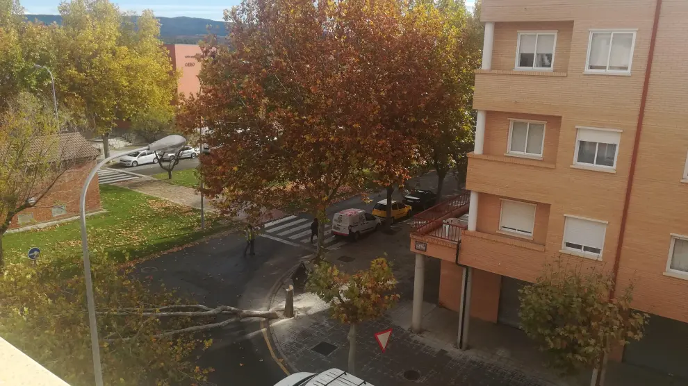 Los árboles dañados en Teruel habían adquirido una altura de más de 20 metros