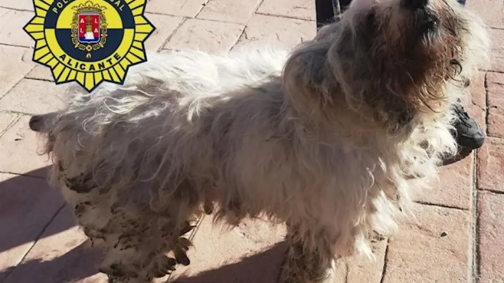 Uno de los 36 perros rescatados de una vivienda de 50 metros en Alicante.