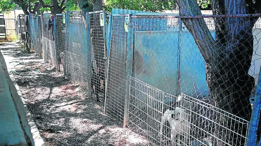 La "desfasada" perrera de Peñaflor. El actual CMPA lleva tiempo esperando el traslado a las nuevas instalaciones de La Cartuja porque no reúne las condiciones adecuadas, falta personal y está saturado.