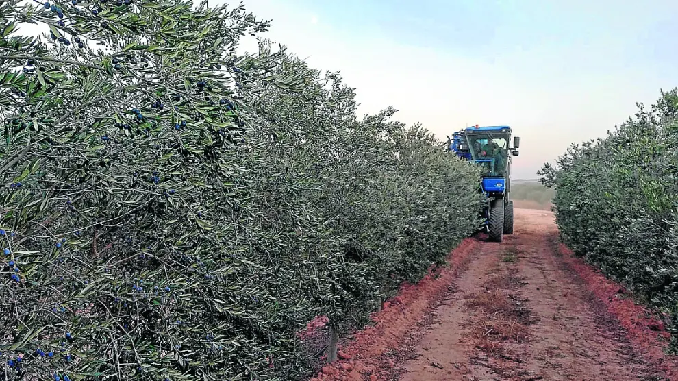 Un agricultor realiza las labores de recolección de la oliva en una explotación del Bajo Aragón