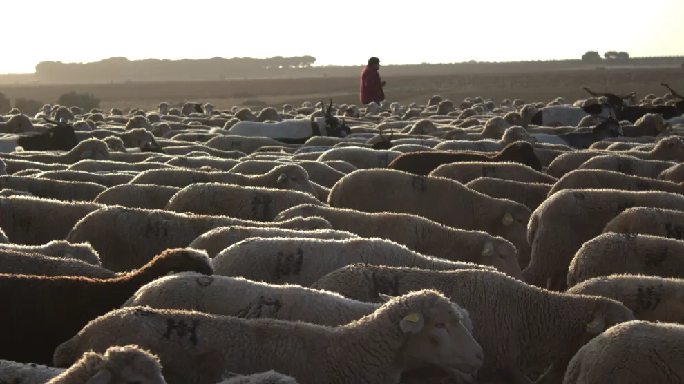 Los pastores y el rebaño, que han partido de la localidad turolense de Villarquemado, caminará hasta los apetecibles pastos de Vilches, en la provincia andaluza de Jaén.