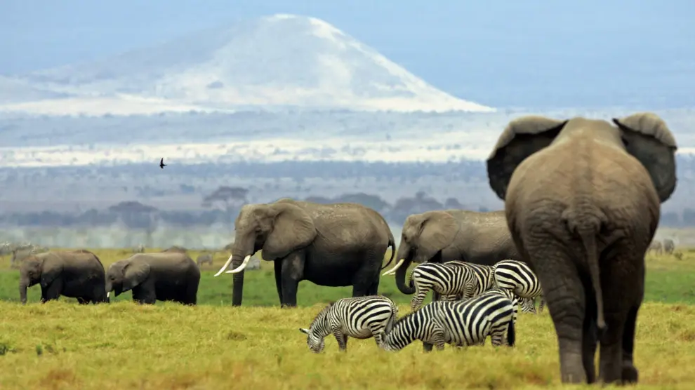 Imagen de una familia de elefantes en África.