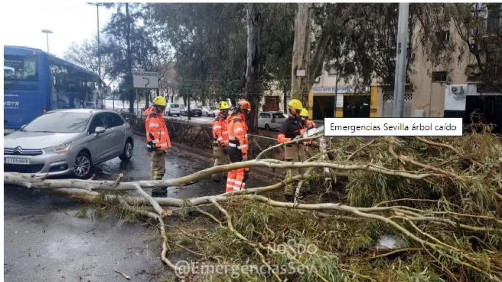 Imagen del momento en el que el personal de Emergencias Sevilla retira el árbol caído.