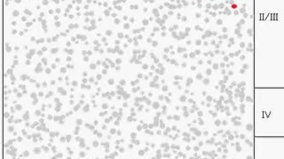 Cada punto es una neurona, que se colorea cuando se activa. La secuencia de estas gráficas, obtenida en la Universidad de Columbia (Nueva York), permite ver que la mayor parte de los disparos de las neuronas ocurre en grupo.