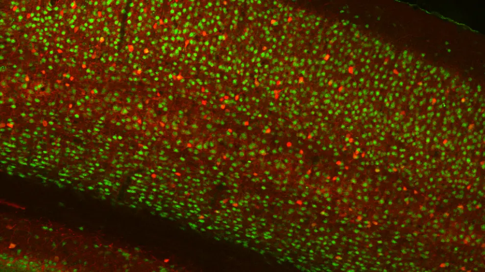 Neuronas en un cerebro de ratón.
