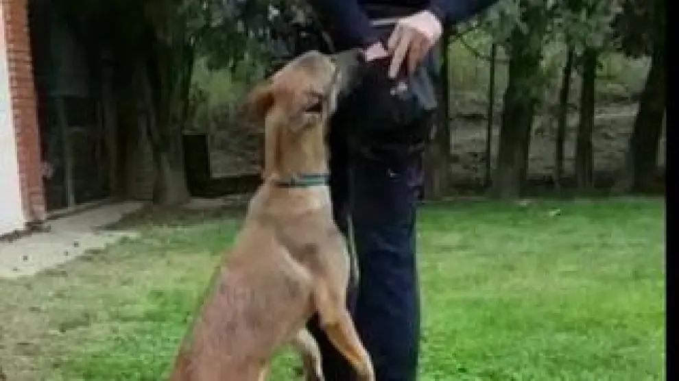 La Policía Nacional ha adoptado como guía canina a un cachorro hembra abandonado en octubre junto a un poste en Zaragoza.
