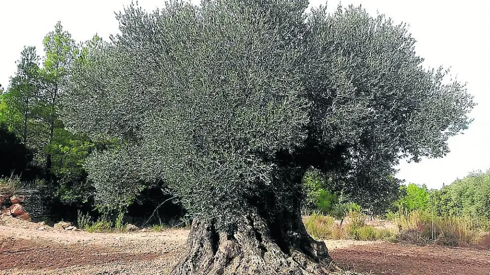 Olivo centenario de Belmonte de San José, en el Bajo Aragón