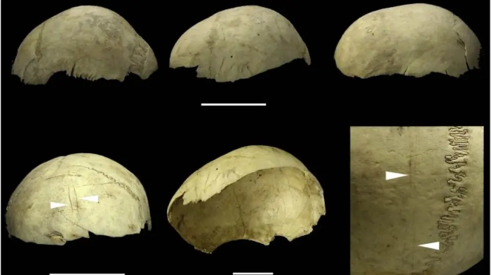 Cráneos copa procedentes de la Cueva del Mirador en Atapuerca.