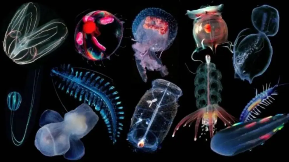 Hidrozoos, criaturas marinas que han inspirado a Van Herpen.