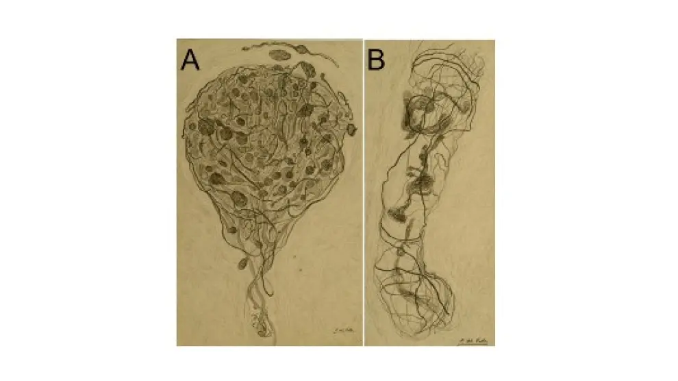 Dibujos originales de Conchita del Valle que ilustran detalles de las terminaciones nerviosas del clítoris.