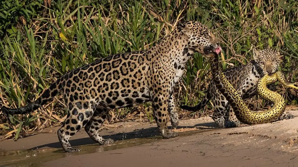 Un jaguar que acaba de capturar a una anaconda, de Michel Zoghzhogi's.