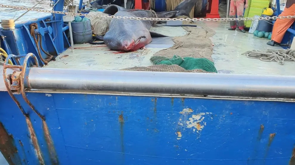 Tiburón capturado cerca de Salou.
