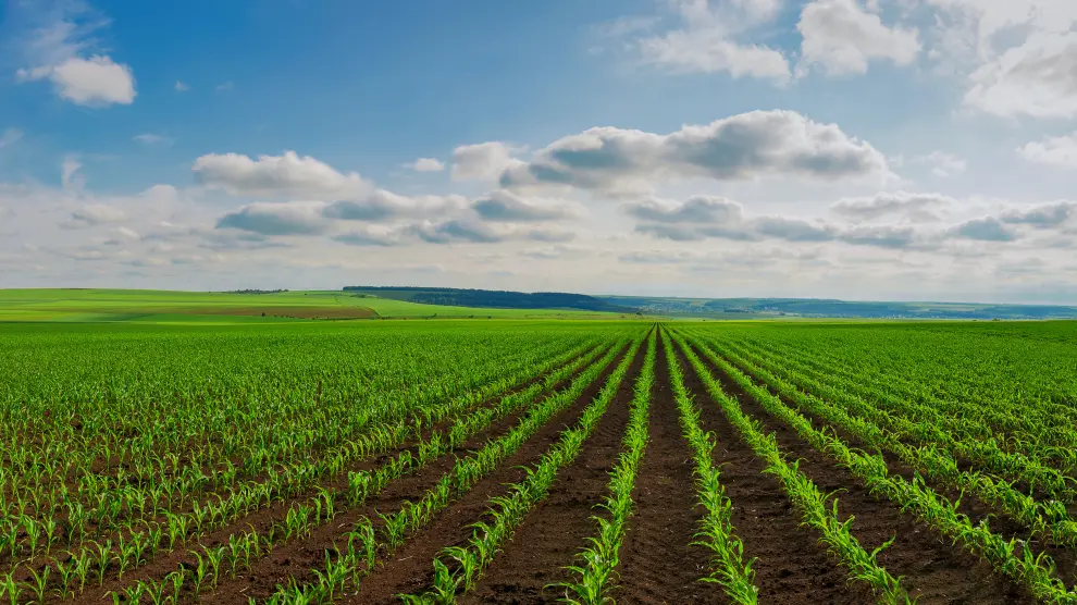 panoramic view of lines of young corn shoots on big field