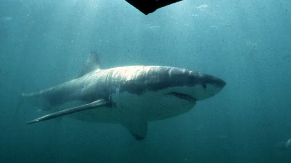Un gran tiburón blanco pasa junto a una jaula de observación.