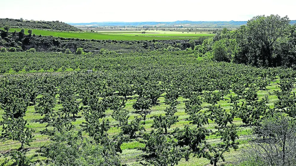 Plantaciones de cerezos en Bolea. RAfael Gobantes