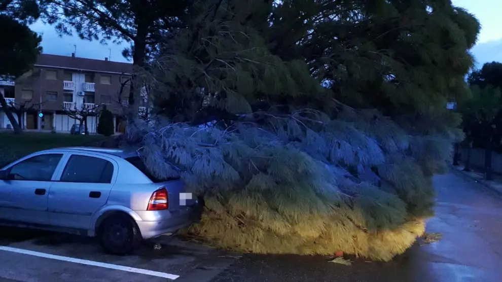 Un pino ha caído sobre dos coches en la plaza de la Constitución de La Almunia