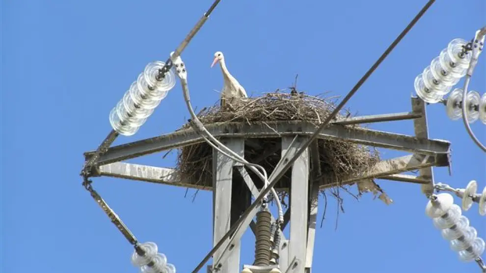 Los nidos de cigueña causan constantes averías en la red eléctrica de la zona.