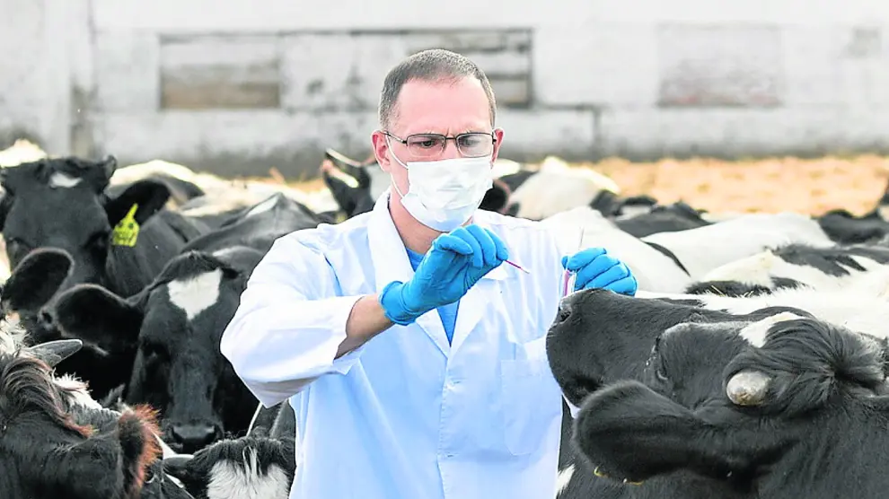 Unos veterinarios realizan su trabajo de análisis y control a los animales en una explotación de vacuno.