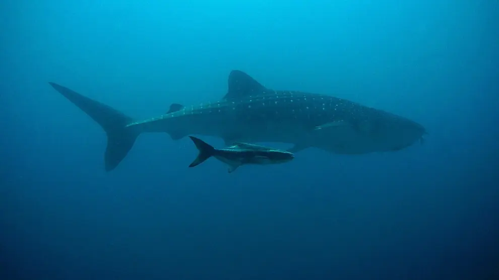 Imagen de un tiburón ballena.