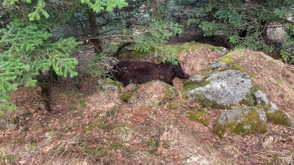 Agentes de Medio Ambiente del Consejo General de Arán han encontrado muerto al oso Cachou en el municipio de Les.