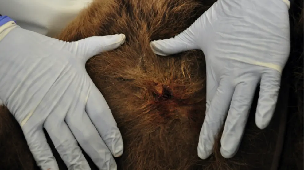 Una de las heridas aparecidas en el cuerpo del animal.