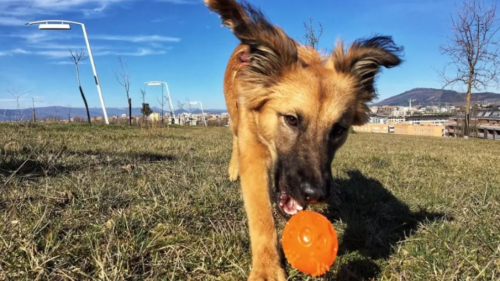 Dory hipnotiza la pelota con la mirada.