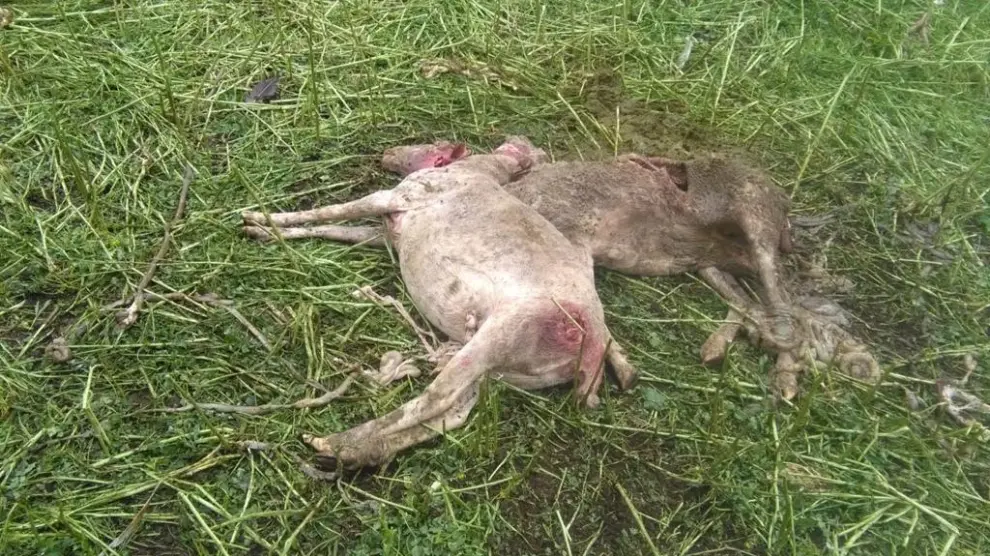Dos de las ovejas que han resultado muertas en el ataque.