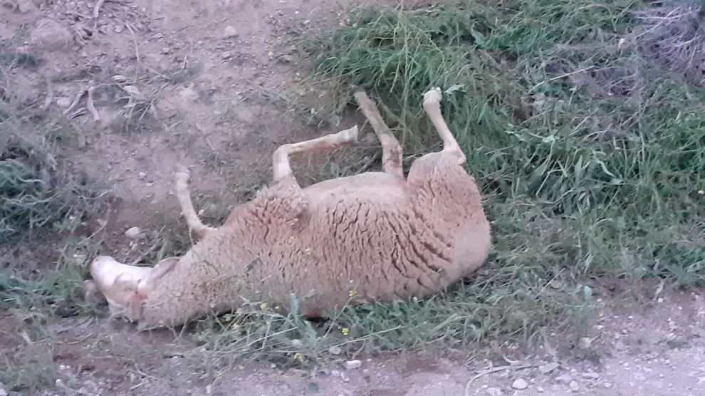 Al menos 18 ovejas muertas en el ataque a un rebaño de Tardienta