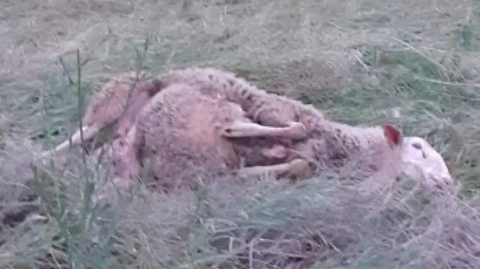 Una de las 21 ovejas muertas en su supuesto ataque del lobo en Tardienta este jueves.